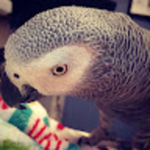 Meet your Posher, Jillybeansalad